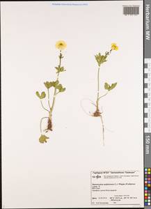 Ranunculus sulphureus, Siberia, Central Siberia (S3) (Russia)