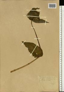 Cirsium oleraceum (L.) Scop., Eastern Europe, North Ukrainian region (E11) (Ukraine)