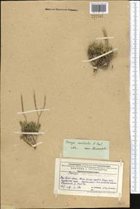 Parrya australis Pavlov, Middle Asia, Western Tian Shan & Karatau (M3) (Kazakhstan)