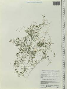 Stellaria longifolia (Regel) Muhl. ex Willd., Siberia, Russian Far East (S6) (Russia)