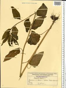 Campanula latifolia L., Eastern Europe, Middle Volga region (E8) (Russia)