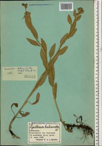 Tanacetum balsamitoides Sch. Bip., Caucasus, Georgia (K4) (Georgia)