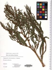 Rumex marschallianus Rchb., Eastern Europe, Middle Volga region (E8) (Russia)
