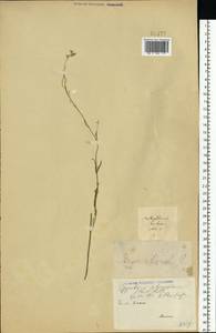 Sisymbrium polymorphum (Murray) Roth, Eastern Europe, Lower Volga region (E9) (Russia)