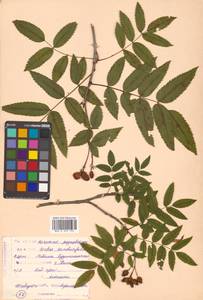 Sorbus sambucifolia (Cham. & Schltdl.) M. Roem., Siberia, Russian Far East (S6) (Russia)