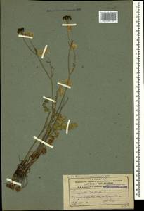 Pimpinella saxifraga L., Caucasus, Armenia (K5) (Armenia)