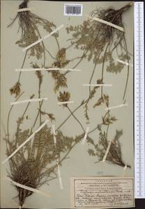 Oxytropis aulieatensis Vved., Middle Asia, Western Tian Shan & Karatau (M3) (Kazakhstan)