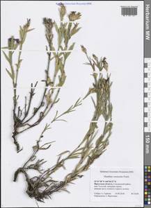 Dianthus chinensis L., Siberia, Baikal & Transbaikal region (S4) (Russia)