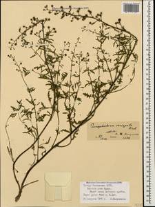 Scrophularia variegata M. Bieb., Caucasus, North Ossetia, Ingushetia & Chechnya (K1c) (Russia)