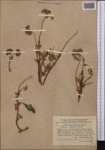 Hylotelephium ewersii (Ledeb.) H. Ohba, Middle Asia, Western Tian Shan & Karatau (M3) (Kyrgyzstan)