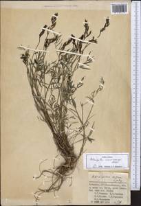 Astragalus juratzkanus subsp. juratzkanus, Middle Asia, Pamir & Pamiro-Alai (M2) (Uzbekistan)