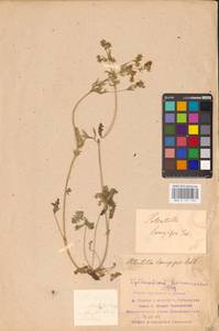 Potentilla longipes Ledeb., Eastern Europe, Middle Volga region (E8) (Russia)