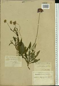 Knautia arvensis (L.) Coult., Eastern Europe, South Ukrainian region (E12) (Ukraine)