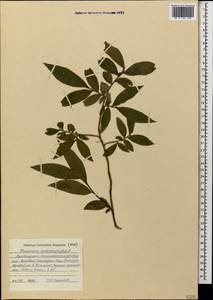 Vaccinium arctostaphylos L., Caucasus, Azerbaijan (K6) (Azerbaijan)