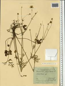 Ranunculus polyanthemos L., Eastern Europe, Moscow region (E4a) (Russia)