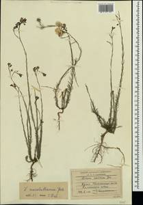 Linum austriacum subsp. marschallianum (Juz.) Greuter & Burdet, Crimea (KRYM) (Russia)