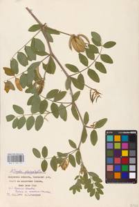 Astragalus glycyphyllos L., Eastern Europe, Central region (E4) (Russia)