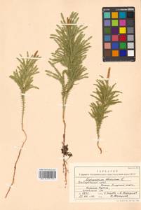 Dendrolycopodium obscurum (L.) A. Haines, Siberia, Russian Far East (S6) (Russia)