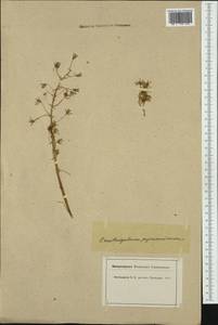 Ornithogalum pyrenaicum L., Western Europe (EUR) (Switzerland)