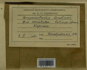 Drepanocladus sendtneri (Schimp. ex H. Müll.) Warnst., Bryophytes, Bryophytes - Karelia, Leningrad & Murmansk Oblasts (B4) (Russia)