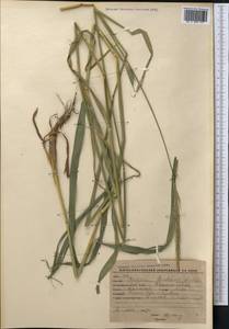 Elymus drobovii (Nevski) Tzvelev, Middle Asia, Western Tian Shan & Karatau (M3) (Kyrgyzstan)