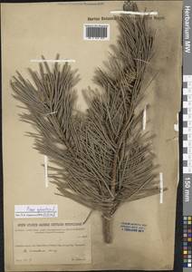 Pinus sylvestris L., Siberia, Baikal & Transbaikal region (S4) (Russia)
