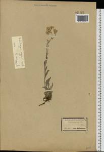 Helichrysum nogaicum Tzvelev, Eastern Europe, Lower Volga region (E9) (Russia)