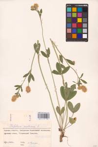 Trifolium montanum L., Eastern Europe, Central forest-and-steppe region (E6) (Russia)