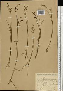 Juncus articulatus L., Eastern Europe, North-Western region (E2) (Russia)