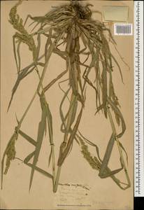 Echinochloa crus-galli (L.) P.Beauv., Caucasus, Stavropol Krai, Karachay-Cherkessia & Kabardino-Balkaria (K1b) (Russia)