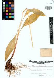 Allium microdictyon Prokh., Siberia, Western Siberia (S1) (Russia)