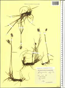 Alopecurus dasyanthus Trautv., Caucasus, South Ossetia (K4b) (South Ossetia)