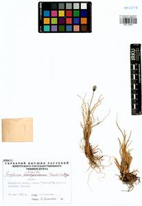 Eriophorum humile Turcz., Siberia, Yakutia (S5) (Russia)