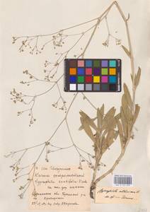 Gypsophila altissima L., Eastern Europe, North Ukrainian region (E11) (Ukraine)