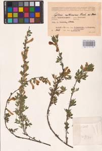 Chamaecytisus ruthenicus (Fisch. ex Woł.) Klásk., Eastern Europe, Lower Volga region (E9) (Russia)