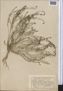 Andrachne telephioides L., Middle Asia, Western Tian Shan & Karatau (M3) (Uzbekistan)