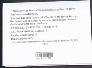 Andreaea nivalis Hook., Bryophytes, Bryophytes - Chukotka & Kamchatka (B21) (Russia)