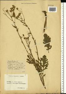 Jacobaea vulgaris subsp. vulgaris, Eastern Europe, Rostov Oblast (E12a) (Russia)