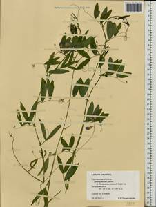 Lathyrus palustris L., Eastern Europe, Western region (E3) (Russia)