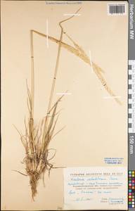 Koeleria glauca (Spreng.) DC., Eastern Europe, North Ukrainian region (E11) (Ukraine)