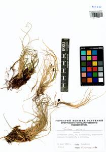 Festuca ovina L., Siberia, Baikal & Transbaikal region (S4) (Russia)