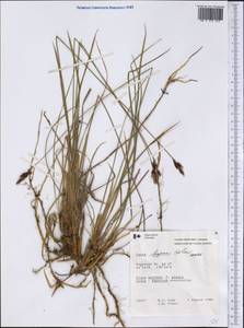 Carex bigelowii subsp. lugens (Holm) T.V.Egorova, America (AMER) (Canada)