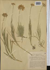 Lomelosia graminifolia (L.) Greuter & Burdet, Western Europe (EUR) (Italy)