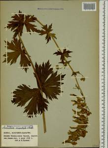 Aconitum orientale Mill., Caucasus, Stavropol Krai, Karachay-Cherkessia & Kabardino-Balkaria (K1b) (Russia)