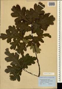 Quercus robur L., Caucasus, Stavropol Krai, Karachay-Cherkessia & Kabardino-Balkaria (K1b) (Russia)