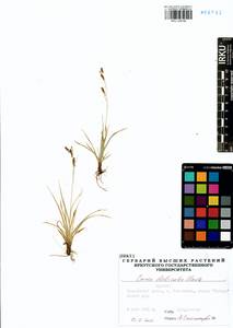 Carex delicata C.B.Clarke, Siberia, Baikal & Transbaikal region (S4) (Russia)