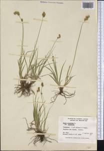 Carex straminea Willd. ex Schkuhr, America (AMER) (Canada)