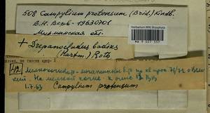 Campylium protensum (Brid.) Kindb., Bryophytes, Bryophytes - Karelia, Leningrad & Murmansk Oblasts (B4) (Russia)