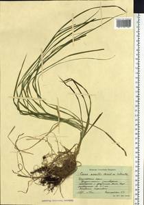 Carex arnellii Christ ex Scheutz, Siberia, Russian Far East (S6) (Russia)