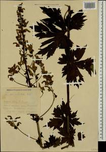 Aconitum orientale Mill., Caucasus, Krasnodar Krai & Adygea (K1a) (Russia)
